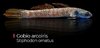 Stiphodon Ornatus - Góbio Arco-íris