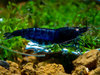 Caridina Royal Blue Tiger