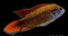 Apistogramma Agassizi Double Red Macho