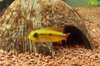 Apistogramma Agassizi Double Red Femea