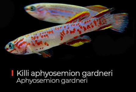 Aphyosemion Gardneri