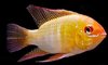 Mikrogeophagus Ramirezi Gold