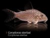 Corydora Sterbai