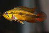 Apistogramma Agassizi Super Red Fêmea