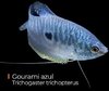 Trichogaster trichopterus Gourami Azul