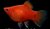 Platy - Xiphophorus