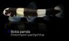 Protomyzon Pachychilus Panda Loach