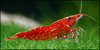 Neocaridina Fire Red