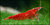 Neocaridina Fire Red