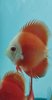 Discus Red Marlboro 6-7cm