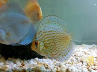 Discus