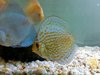 Discus Blue Turquesa 6-7cm