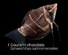 Gourami Chocolate