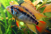 Apistogramma Macmasteri