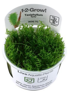 Taxiphyllum Spiky 1-2 Grow