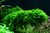 Vesicularia montagnei Christmas 1-2-Grow
