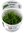 Vesicularia ferriei Weeping 1-2-Grow