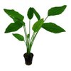 Echinodorus Cordifolius Fluitans