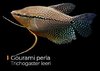 Trichogaster leeri - Gourami Perola