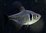 Tetra Fantasma Negro Hyphessobrycon megalopterus