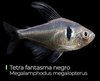 Tetra Fantasma Negro Hyphessobrycon megalopterus