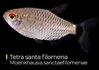 Tetra Santa Filomena