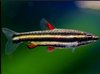 Nannostomus Marginatus