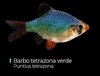 Barbo Tetrazona Verde