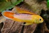 Apistogramma Agassizi Fire Gold