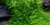 Utricularia Graminifolia 1-2-Grow