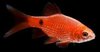 Puntius Conchonius Barbo Rosy Super Red