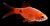 Puntius Conchonius Barbo Rosy Super Red