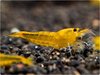 Caridina Yellow King Kong