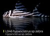 Hypancistrus Zebra L046