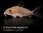 Corydoras Agassizi