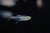 Tetra Bloodfin
