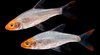 Sawbwa Resplendens