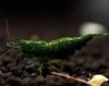 Neocaridina Green Jade