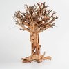 Mammoth Tree Bonsai M