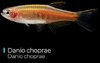 Danio Choprae