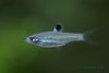 Brevibora Dorsiocellata - Eyespot Rasbora