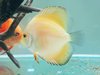 Discus Yellow Mellon 5-6cm