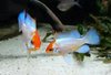 Mikrogeophagus Ramirezi Electric Orange Head