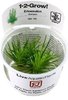 Eriocaulon Cinereum 1-2 Grow