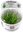 Eriocaulon Cinereum 1-2 Grow