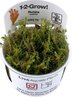 Rotala Wallichii 1-2 Grow