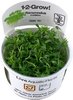 Ranunculus Inundatus 1-2 Grow