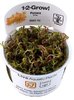 Rotala rotundifolia H'ra 1-2-Grow