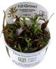 Cryptocoryne Undulatus Red 1-2-Grow