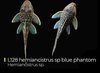 L128 Hemiancistrus Blue Phantom